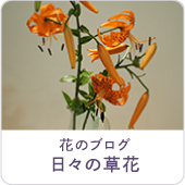 日々の草花