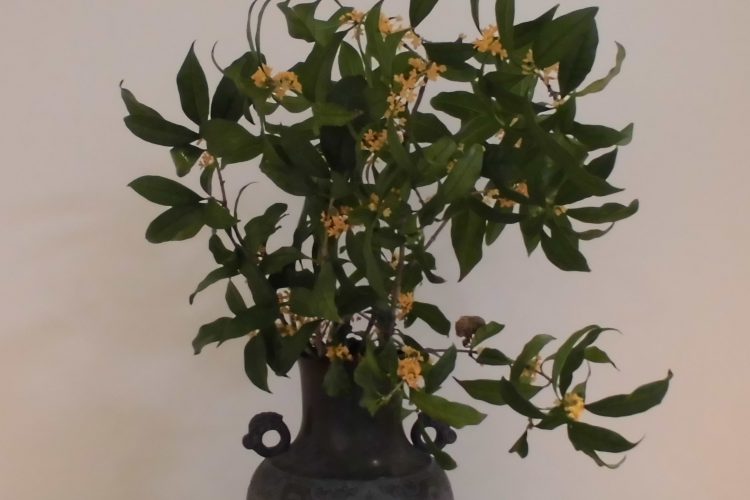 お花のブログを更新しました
