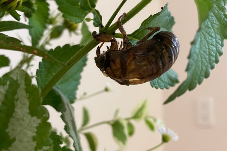 お花のブログを更新しました